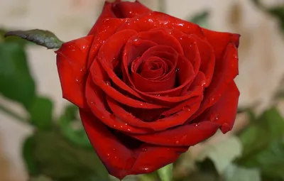 Обои пейзаж, роза, красная роза, розы на заставку, цветы осетии, роза во  Владикавказе картинки на рабочий стол, раздел цветы - скачать