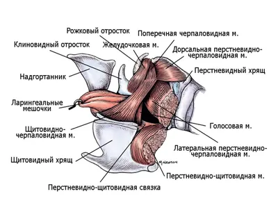 Апноэ - что нужно знать! - Центр детской и взрослой неврологии в  Новосибирске \