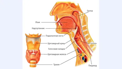 8 Надгортанник. Курс по вокалу - YouTube