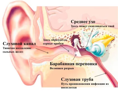 Рак гортани – диагностика, лечение | Онкологические заболевания