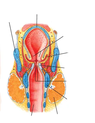 Гортань. Анатомия гортани. Diagram | Quizlet