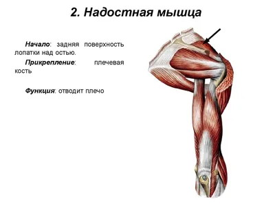 Подостная мышца: функции и уход