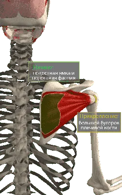 Надостная мышца: оптимальная механика » Спортивный Мурманск