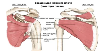 Мышцы плечевого пояса