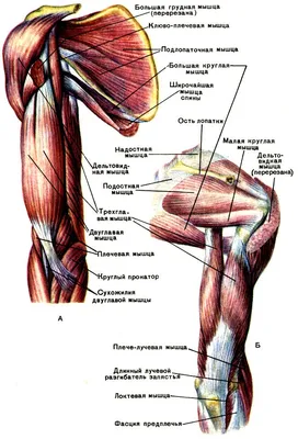 Подостная мышца