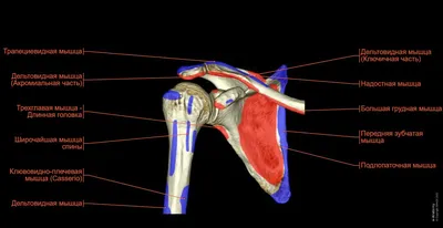Подлопаточная мышца. | ВКонтакте
