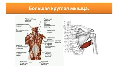 34. Мышцы верхних конечностей [2012 - - Анатомия и физиология человека] | Надостная  мышца, Анатомия, Анатомия человека