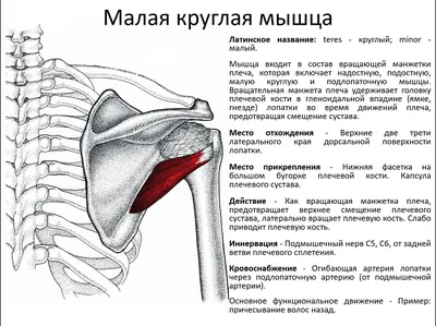 Мышцы плечевого пояса и плеча К мышцам... - Костоправ Москва | Facebook