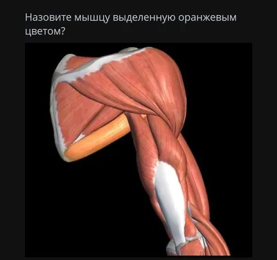 Подостная мышца: анатомия, триггерные точки, тейпирование