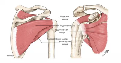 Надостная мышца. Musculus Supraspinatus. Краткий анатомический обзор. -  YouTube