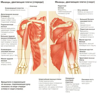 Христина 🤓 НейроКинезиоФитнес on Instagram: \"В карусели много полезных  видео 😊 сохраняй пост, чтобы не потерять. РОТАТОРНАЯ МАНЖЕТА ПЛЕЧА  включает в себя 4 мышцы: ✓ надостная ✓ подостная ✓ подлопаточная ✓ малая