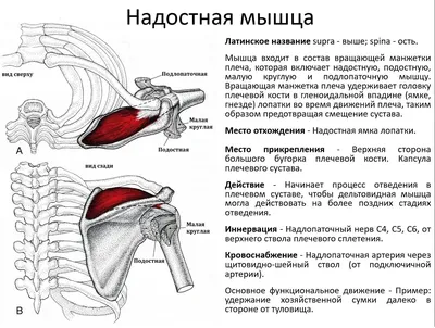 Надостная мышца | Тренажер Сотского \"Бизон\"