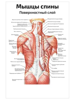 Обследование плечевого сустава - Нарушения со стороны скелетно-мышечной и  соединительной ткани - Справочник MSD Профессиональная версия