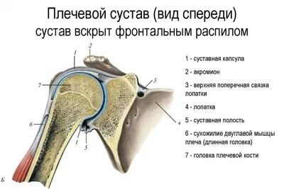 Возрастные мышечно-скелетные и биомеханические нарушения