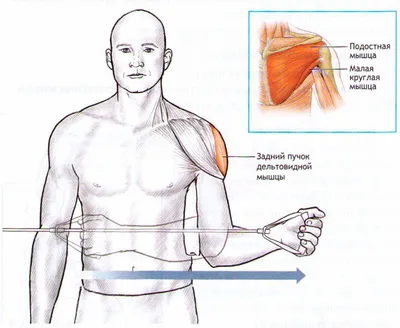 Анатомия : Мышцы верхней конечности. Мышцы пояса верхней конечности. Задняя  группа.