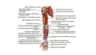 MST Company Ltd. / Компания Медико-Социальных Технологий - Medical Taping