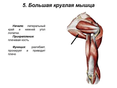 Дельтовидные мышцы