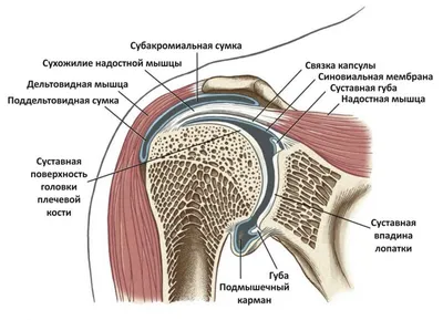 Мышцы плечевого пояса