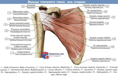 Импиджмент-синдром плечевого сустава: лечение в Москве