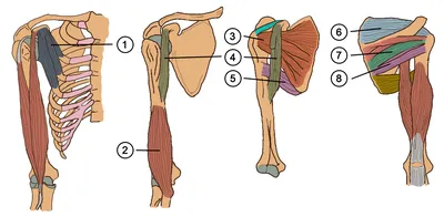 Квинг Мышцы спины поверхностный слой медицинский плакат 61х91см
