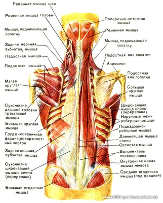 Подлопаточная мышца. Subscapularis Muscle. Анатомия подлопаточной мышцы. -  YouTube