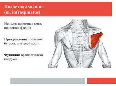 Тейпирование при травме плеча. Убираем боль и отек.. Статьи