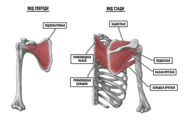 Сухожилие надостной мышцы