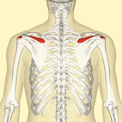 Анатомия и биомеханика мышц плечевого пояса. | ВКонтакте
