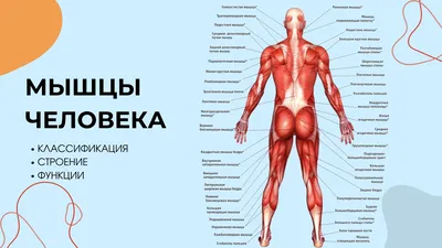 Подостная мышца — SportWiki энциклопедия