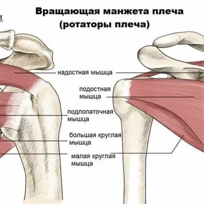 Доступ к краниальной области плечевого сустава | Ветеринарная клиника  доктора Шубина