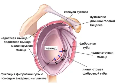 Вялые и гиперактивные мышцы