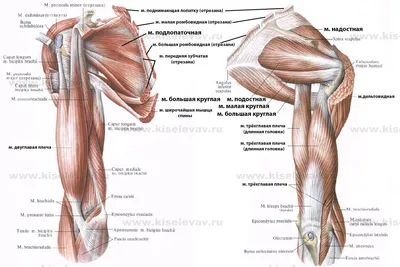 Анатомия : Мышцы верхней конечности. Мышцы пояса верхней конечности. Задняя  группа.