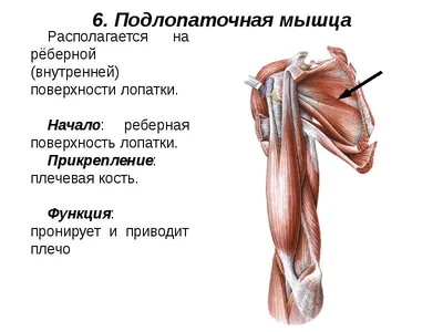 Как накачать мощные плечи: 5 аспектов эффективного развития дельтовидных |  FitFusion | Дзен