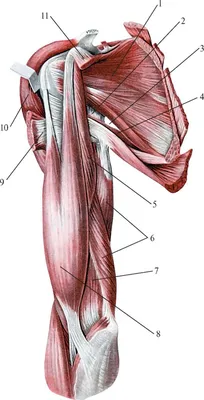 Разрыв надостной мышцы плеча и ее лечение в клинике Доктора Глазкова
