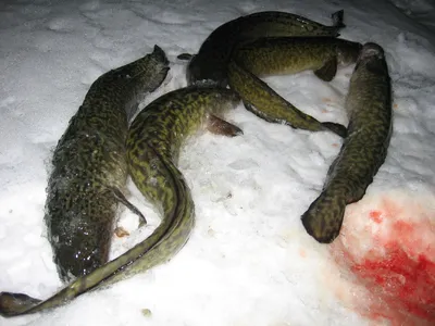 Зимняя рыбалка на налима в озерах и реках фото видео