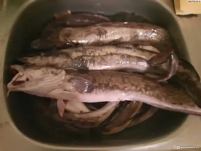 Рыба Свежая Налим - «Налим - рыба полезная. Омар для бедняков. Ценность для  женского здоровья. При похудении ем мясо налима. Как поймать налима,  тонкости рыбалки ночью и рано утром. Что приготовить из