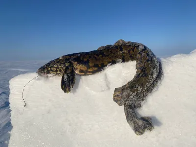 Чудо-налим»: рыбаки похвастались своим уловом на Чудском озере