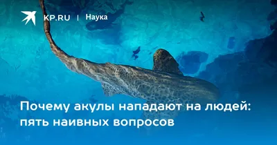 Поведение акул и профилактика нападений акул на человека | Группа RuDIVE