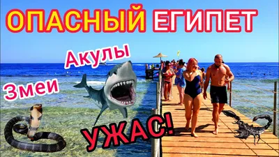 В Египте акула убила туриста | Туристические новости от Турпрома