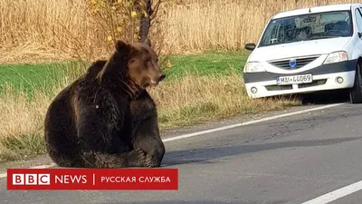 Фотографии якобы жертв сахалинского медведя оказались фейком - МК