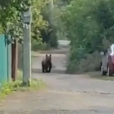 Выяснена причина нападения медведей на людей — Ferra.ru