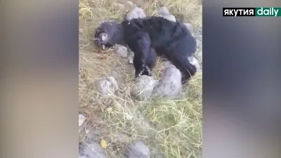 В Витиме голодные медведи дважды напали на людей. Есть пострадавшие —  Yakutia-daily.ru