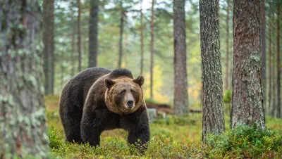 В Словакии участились случаи нападения медведей на людей | ИА Красная Весна