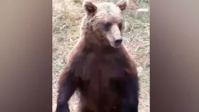 Медведь напал когда мы спали, но я вырвалась и схватила топор\". 3 встречи с  хозяином тайги, в которых людям чудом удалось выжить | Звериный словарь |  Дзен