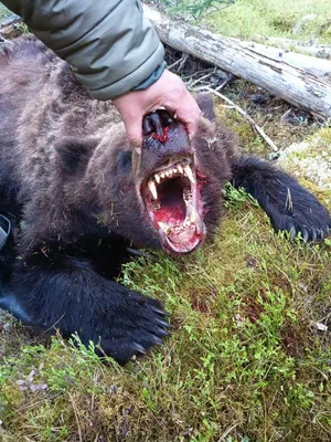 Нападение медведя фото