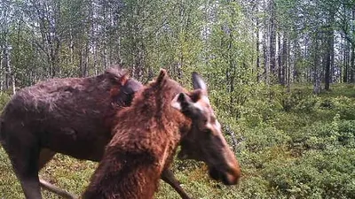 Лео легко отделался: женщина опубликовала свою фотографию после реального нападения  медведя | Пикабу