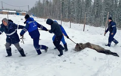 В Красноярском крае медведь напал на грибников. Пострадали двое — Новости  Красноярска на 7 канале