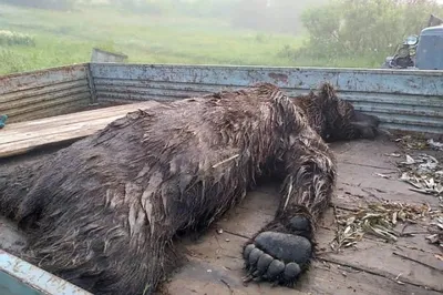 Я уже смирился со смертью\": Жуткий рассказ туриста, выжившего после нападения  медведя в парке \"Ергаки\"