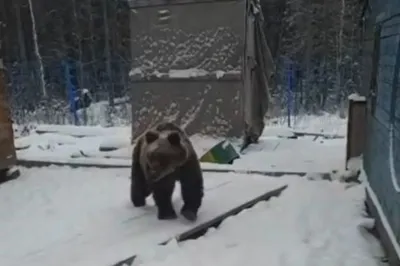 Соцсети: вахтовик из Ноябрьска снял на видео нападение медведя на людей на  месторождении в Якутии - МК Ямал