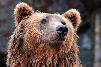 На Чукотке бурый медведь напал на морского охотника — РБК